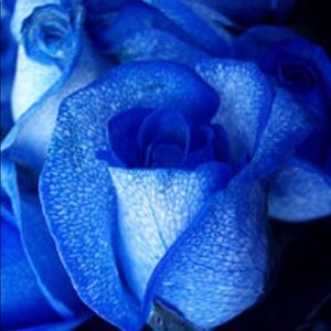 Meet your Posher, Marie